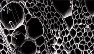 Mikroskopický snímok pórovitého povrchu aktívneho uhlia