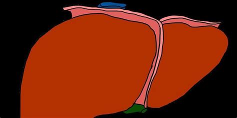 Diagram znázorňujúci pečeň a jej funkcie