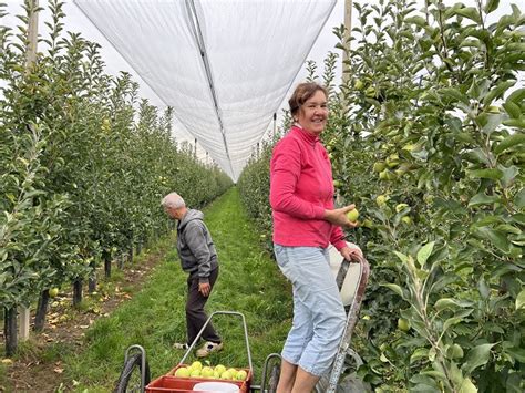 Slovenské slivkové sady