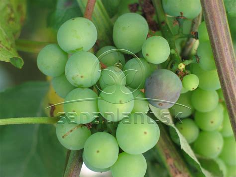 Detail cibéb na strapci hrozna