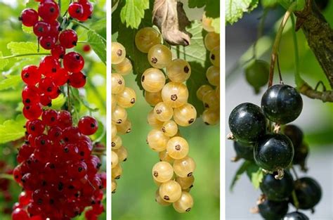 Rôzne druhy ríbezlí: červené, čierne a biele