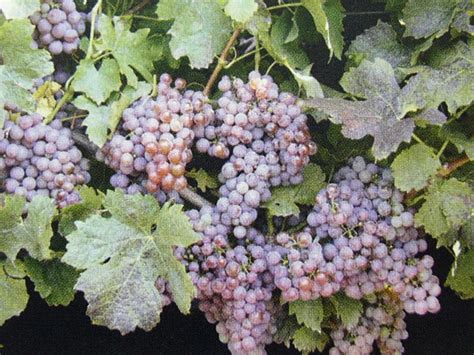 Detail zrelého strapca Rizlingu vlašského