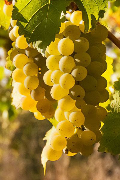 Detailná fotografia hrozna Chardonnay a Pinot Noir