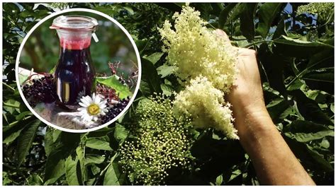 Ilustrácia kvitnúceho kríka čiernej bazy