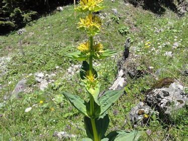 Horec žltý v prirodzenom prostredí