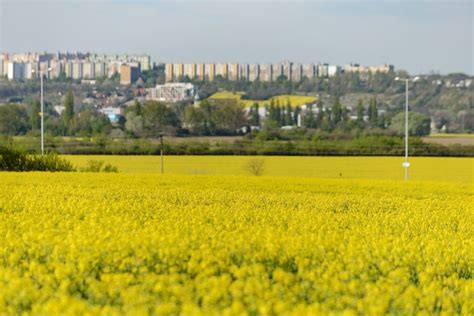 Slovenské polia s obilím