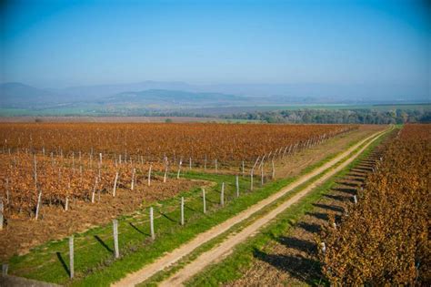 Vinohradnícke svahy v oblasti Križovian nad Dudváhom