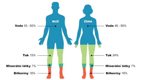 Diagram znázorňujúci polohu obličiek v ľudskom tele