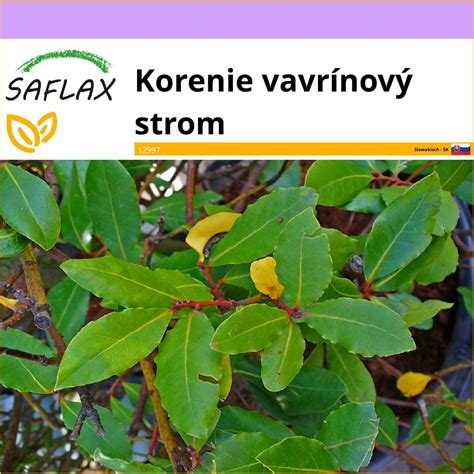 Vavrínový strom s listami