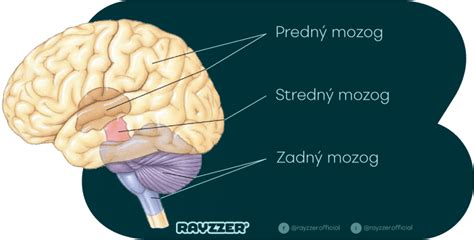 Diagram zobrazujúci vplyv alkoholu na ľudský mozog