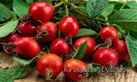 Jesenné šípky na konári