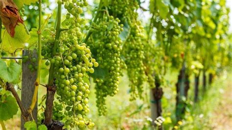 Vinice s hroznom Svätovavrinecké