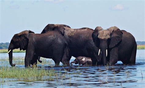 Slony pri rieke Chobe