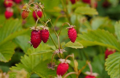 Lesné jahody v tráve