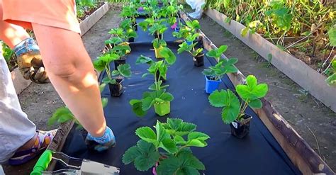 Výsev lesných jahôd v miske s rozprašovačom