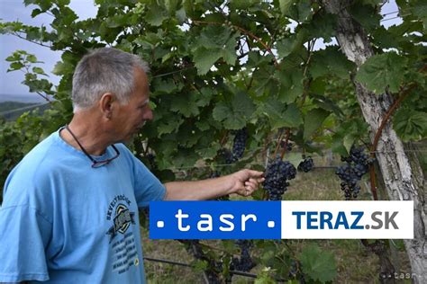 vinohrad na slovensku