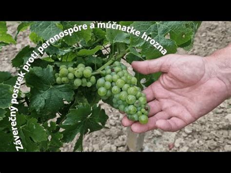 vinica počas dozrievania hrozna