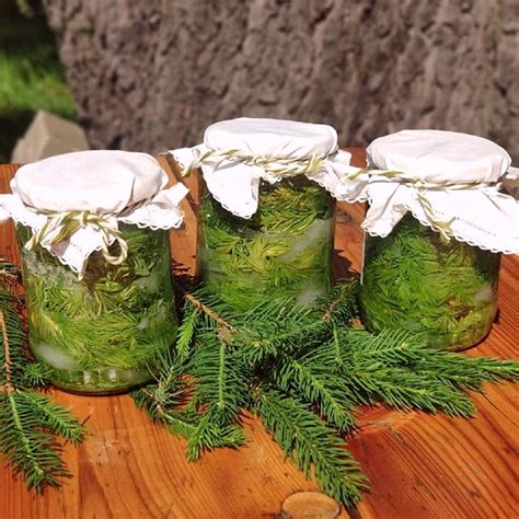 Ilustračná fotografia fľaštičky s domácou tinktúrou zo smrekových výhonkov