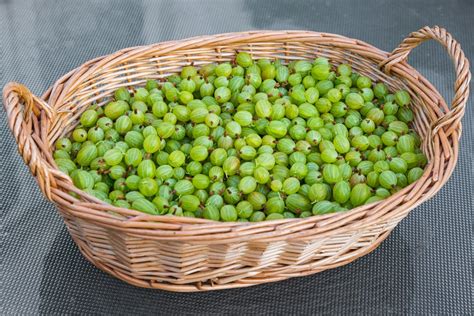 Zrelé egreše v košíku