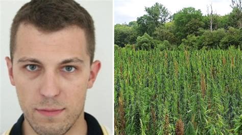 Ilustrácia rastliny konope