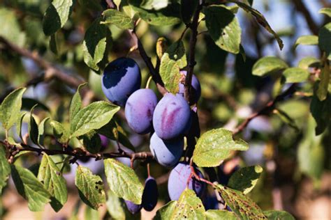 Fotografia zrelých sliviek na strome