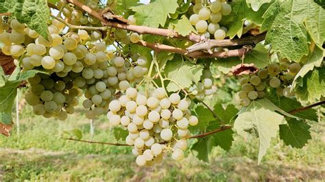 Hrozno na vinici v Tokaji