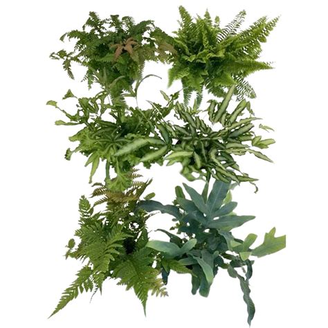 rôzne druhy chmeľu