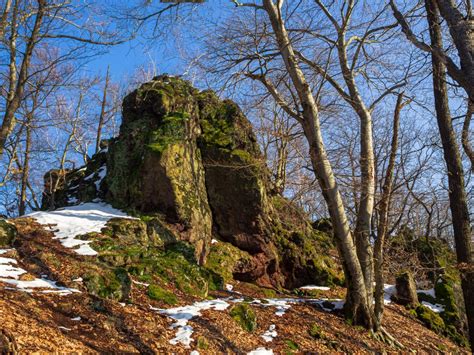 Dubovo-cerový les v Szenkowitzer Waldung