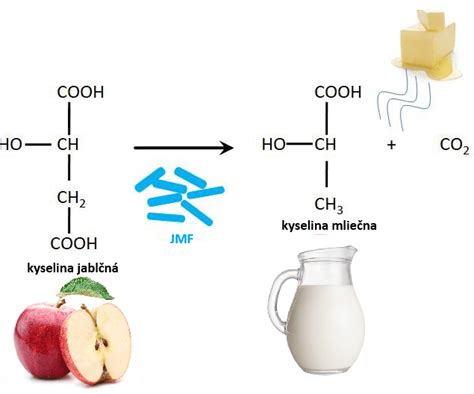 Proces jablčno-mliečnej fermentácie