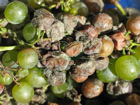 Detail hroznových strapcov na vinici