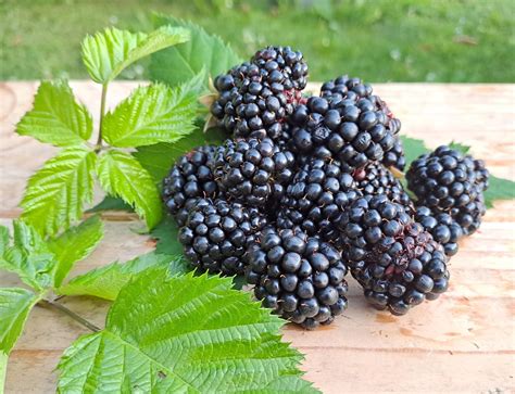 Čerstvé černice pripravené na spracovanie