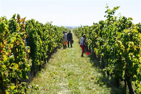 Vinič v regióne Champagne