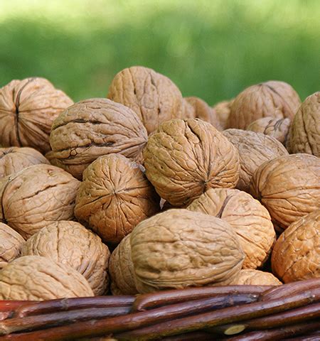 Zrelé vlašské orechy v škrupine