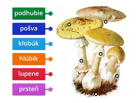 Ilustrácia znázorňujúca riziko kombinácie húb s alkoholom