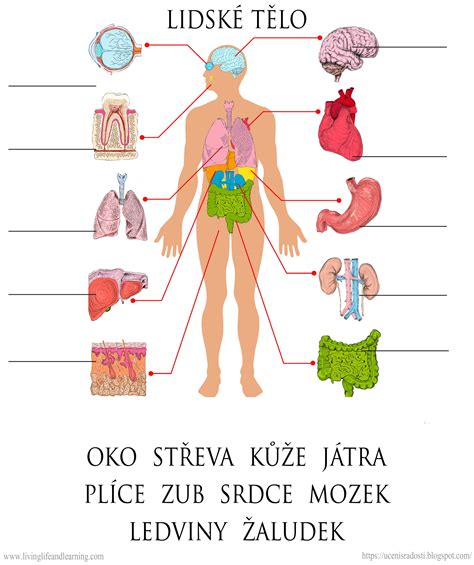 Ilustrácia ľudského tela s vyznačenými reflexnými zónami pre aplikáciu plynových injekcií.