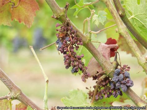 Cibéby na strapci hrozna