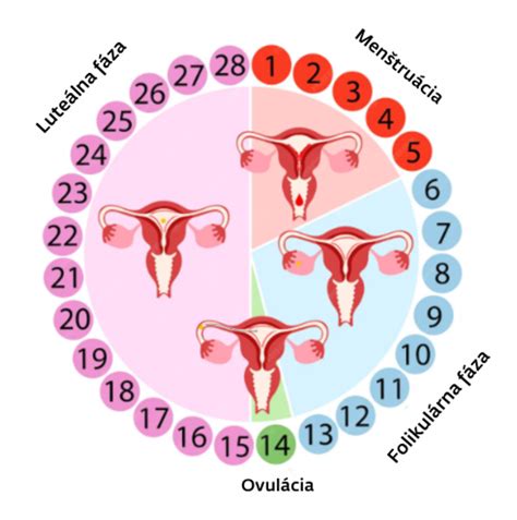 Infografika zobrazujúca rôzne metódy sledovania ovulácie