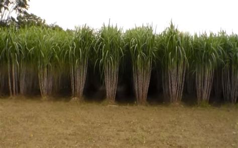 Kubánska plantáž cukrovej trstiny