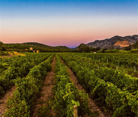 Štruktúra viníc v oblasti Champagne