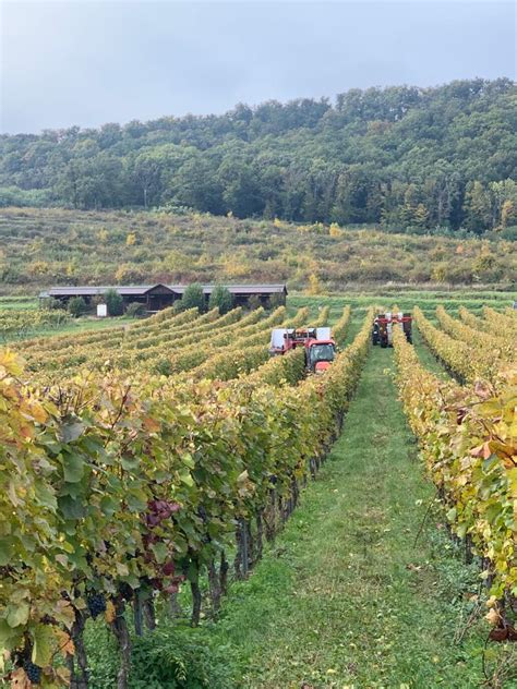 Vinice JM Vinárstva Doľany