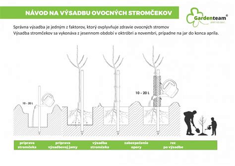 Proces výsadby ovocného stromčeka