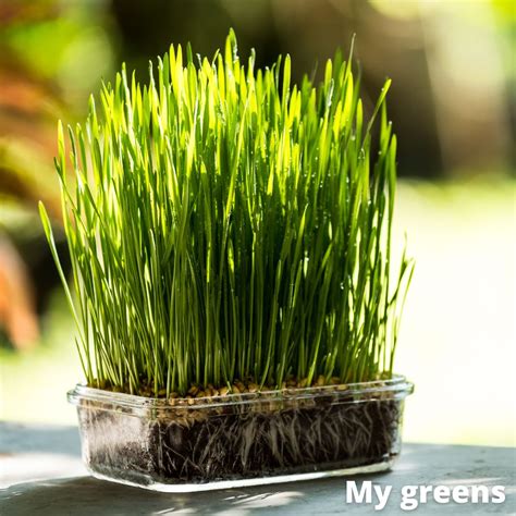 Zelený jačmeň rastlina