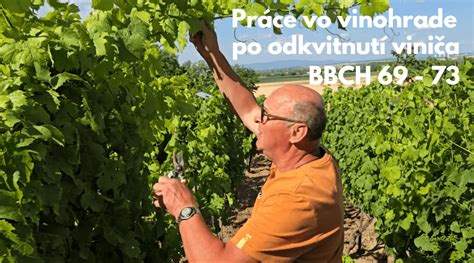 Ručné práce vo vinohrade
