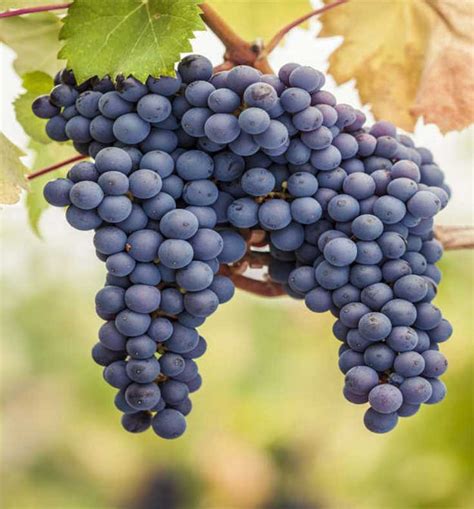 Hrozno Pinot Noir
