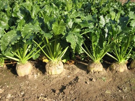 Zrelá cukrová repa pripravená na zber