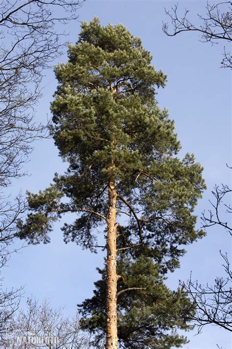 borovica lesná