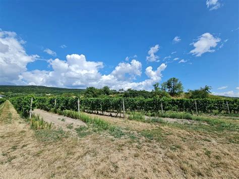 Vinohrad na svahu Malých Karpát