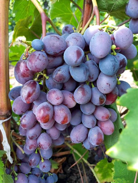 Hrozno odrody Blaufränkisch