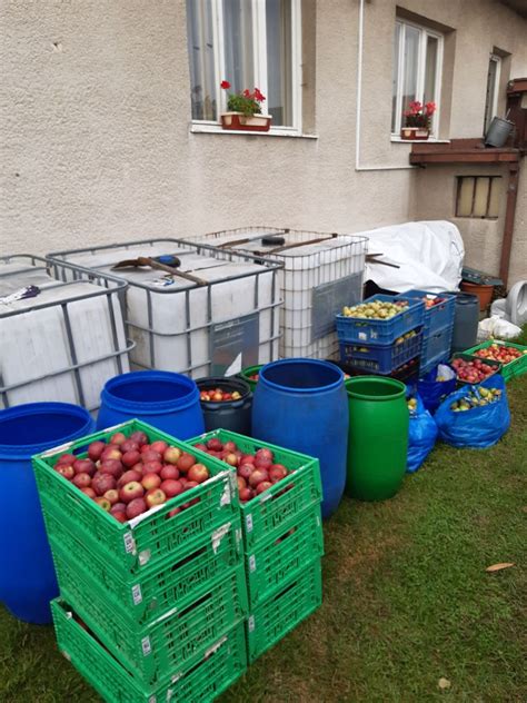 Zrelé jablká pripravené na spracovanie