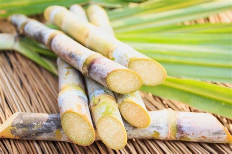 Kubánska cukrová trstina